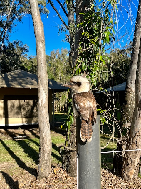 Lustiger Hans in Noosa, Australien