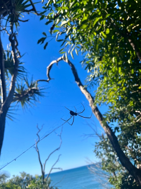 Spinne in Noosa